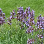 Salvia officinalis - orvosi zsálya