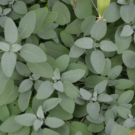 Salvia officinalis Berggarten Siver - orvosi zsálya