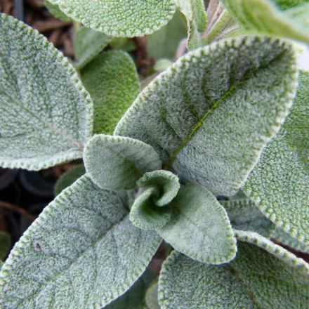 Salvia officinalis Berggarten Siver - orvosi zsálya