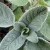 Salvia officinalis Berggarten Siver - orvosi zsálya