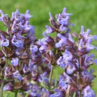 Salvia officinalis Berggarten Siver - orvosi zsálya