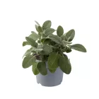Salvia officinalis Berggarten Siver - orvosi zsálya