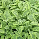 Salvia officinalis Icterina - orvosi zsálya