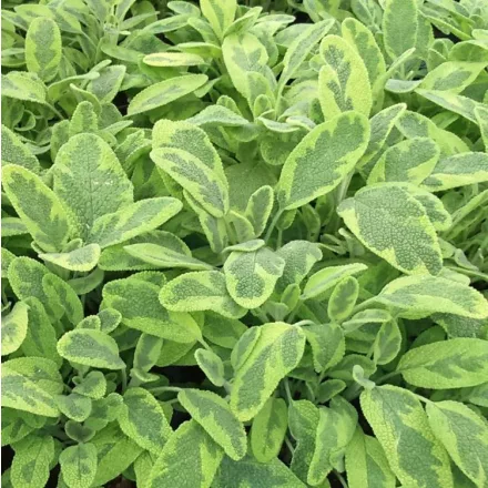 Salvia officinalis Icterina - orvosi zsálya
