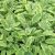Salvia officinalis Icterina - orvosi zsálya