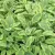 Salvia officinalis Icterina - orvosi zsálya