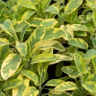 Salvia officinalis Icterina - orvosi zsálya