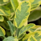 Salvia officinalis Icterina - orvosi zsálya