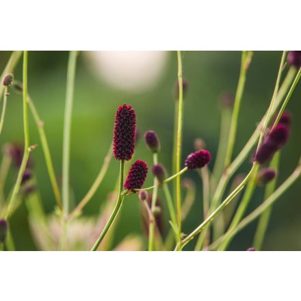 Sanguisorba officinalis Minor - őszi vérfű