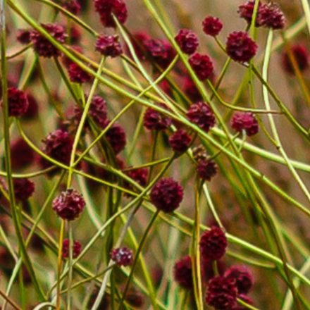 Sanguisorba minor - kis vérfű