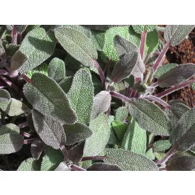 Salvia officinalis Purple Beauty- zsálya