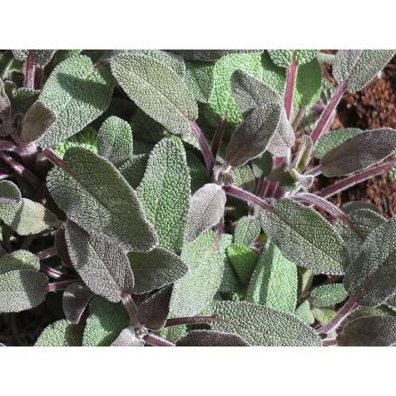 Salvia officinalis Purple Beauty- zsálya