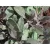 Salvia officinalis Purple Beauty- zsálya