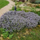 Salvia officinalis Purple Beauty- zsálya