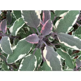Salvia officinalis Tricolor- zsálya