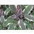 Salvia officinalis Tricolor- zsálya