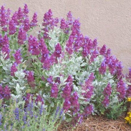 Salvia pachyphylla- kék zsálya