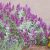 Salvia pachyphylla- kék zsálya