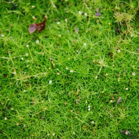 Sagina subulata - szálkás zöldhúr