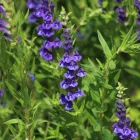 Scutellaria baicalensis - bajkáli csukóka