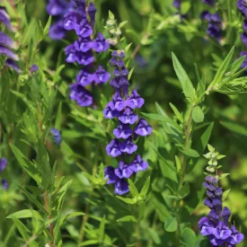 Scutellaria baicalensis - bajkáli csukóka