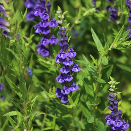 Scutellaria baicalensis - bajkáli csukóka