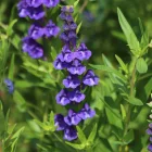 Scutellaria baicalensis - bajkáli csukóka