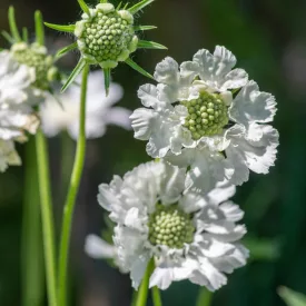 Scabiosa caucasica Perfecta Alba - ördögszem