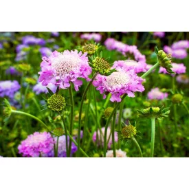 Scabiosa columbaria Pink Mist - ördögszem