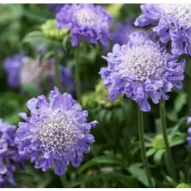 Scabiosa japonica Blue Note - japán ördögszem
