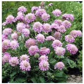 Scabiosa japonica Pink Diamonds - japán ördögszem