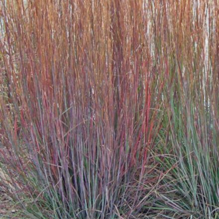 Schizachyrium scoparium Prairie Blues - fenyérfű
