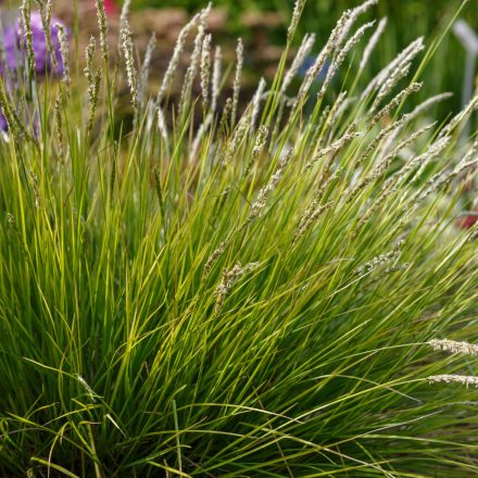 Sesleria autumnalis - nyúlfarkfű