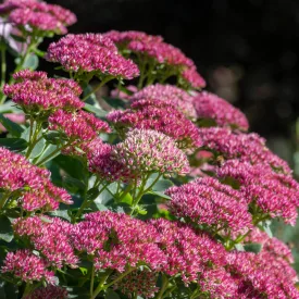 Sedum Bloody Mary - varjúháj