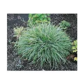 Sesleria caerulea - lápi nyúlfarkfű