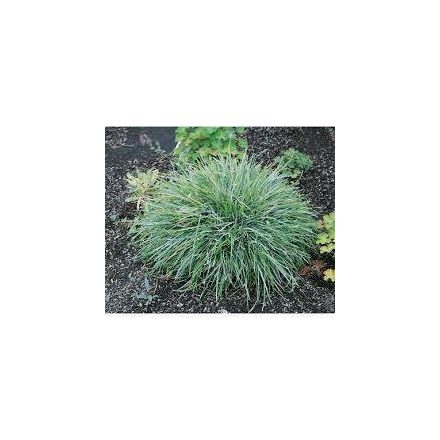 Sesleria cearulea - nyúlfarkfű