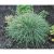 Sesleria cearulea - nyúlfarkfű