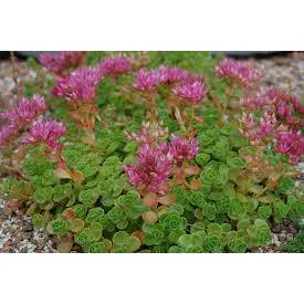 Sedum Dazzleberry - varjúháj