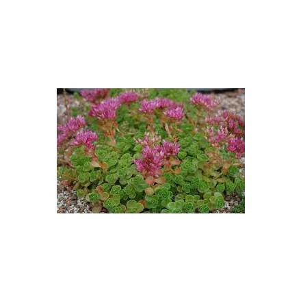 Sedum Dazzleberry - varjúháj