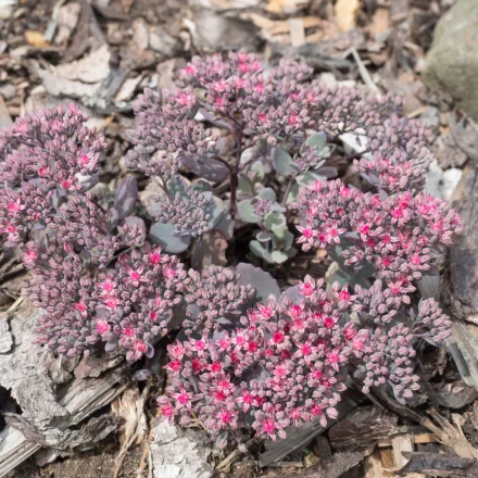 Sedum Frosty Morn - varjúháj