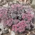 Sedum Frosty Morn - varjúháj