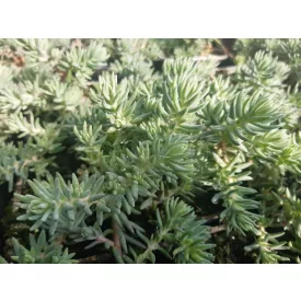 Sedum forsterianum Oracle - csomóslevelű varjúháj