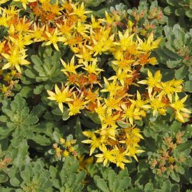   Sedum floriferum Weichenstephaner Gold- dúsvirágú varjúháj