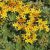 Sedum floriferum Weichenstephaner Gold- dúsvirágú varjúháj