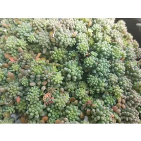Sedum glaucophyllum Lizard - varjúháj