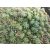 Sedum glaucophyllum Lizard - varjúháj
