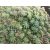 Sedum glaucophyllum Lizard - varjúháj