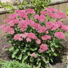 Sedum Herbstfreude - pompás varjúháj