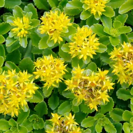 Sedum Immergrün Bright Yellow - varjúháj