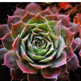 Sempervivum Jet Stream - kövirózsa